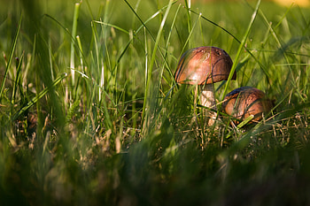 Cocks mushrooms, Food and drink, , Collection HD wallpaper