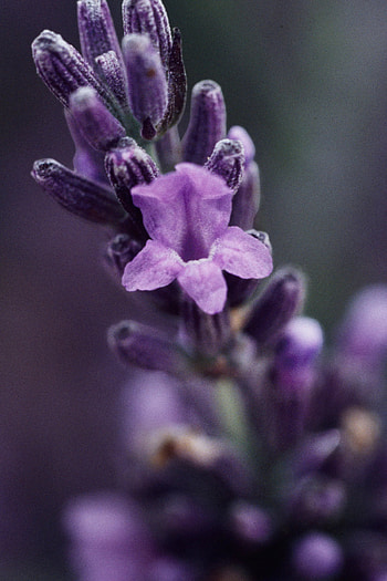 Great lavender plant recipes, Uses for lavender, How to grow, Fragrant herb HD phone wallpaper