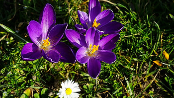 Spring freshness, purple, freshness, beautiful, flowers, grass, spring, crocuses, daisies HD wallpaper