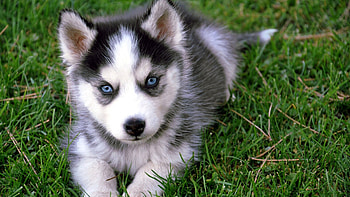 Alaskan Klee Kai, Puppies HD wallpaper