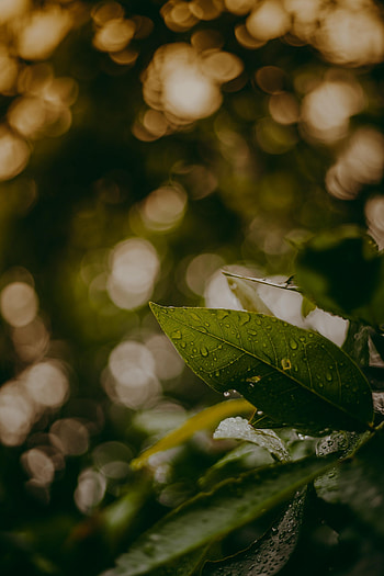 Water, Leaves, Drops, Macro, Blur, Smooth HD phone wallpaper