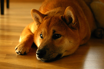 Animals, Lies, Dog, Muzzle, Shiba Inu, Siba Inu HD wallpaper