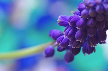 Hyacinth , Beautiful backgrounds, Nature's wonders, Vibrant blossoms HD wallpaper