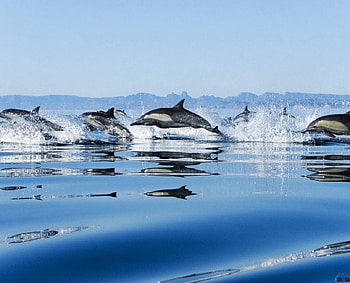 Flock of dolphins, flock, dolphins, jump, water HD wallpaper
