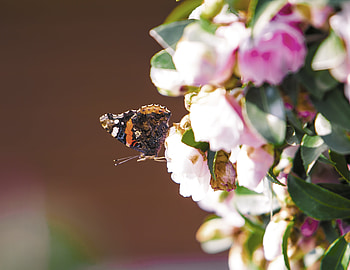 Flowers, Macro, Insect, Butterfly HD wallpaper