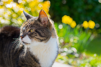 Animals, Cat, Muzzle, Spotty, Spotted HD wallpaper
