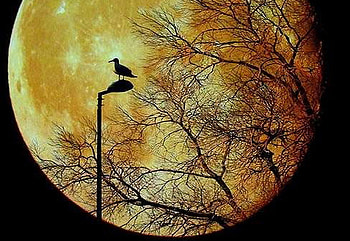 ALONE IN THE MOONLIGHT, trees, seagull, moon, pole HD wallpaper
