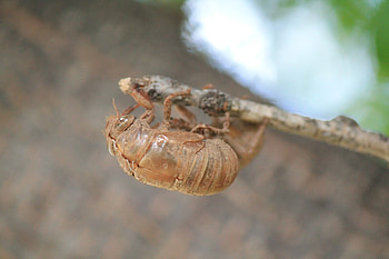 bug shell, shell, brown, , bug HD wallpaper