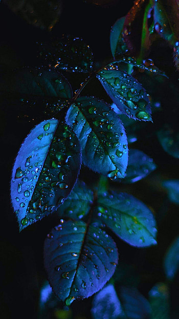 Attractive Mobile Full Screen Nature , Beautiful Nature HD phone wallpaper