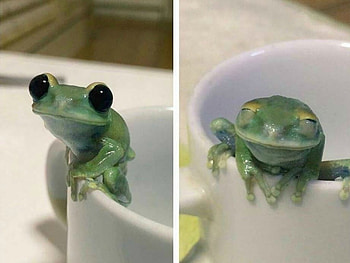 CUTE FROG ON CUP, FROG, CUTE, NATURE HD wallpaper