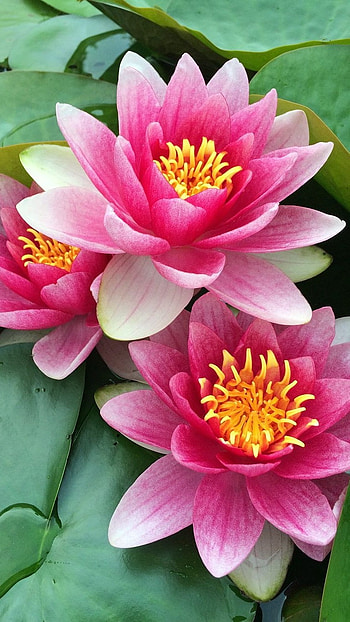 Lotus Flower, Flower HD phone wallpaper
