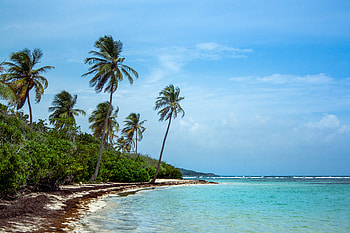 Nature, Sea, Beach, Palms, Summer, Tropics HD wallpaper