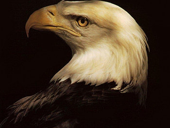 Eagle, animal, bird HD wallpaper