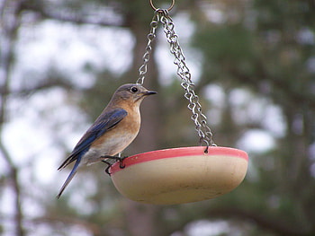 Eastern Bluebird, nj, bluebird HD wallpaper