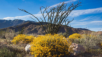 Wildflowers, Anza Borrego Desert State Park, California, blossoms, trees, clouds, landscape, sky, spring, mountains, usa HD wallpaper