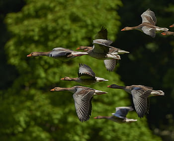 A group of geese flying in formation against a lush green tree backdrop, captured in daylight. HD wallpaper