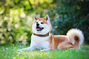 Hokkaido Dog, akita , Ryan sellers HD wallpaper
