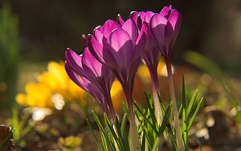 Nature, Flowers, Snowdrops, Plant, Shadow HD wallpaper