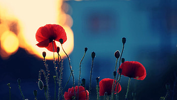 Flowers, Poppies, Macro, Dark, Shadow HD wallpaper