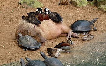 Capybara , background, Animal beauty, Nature's wonder HD wallpaper
