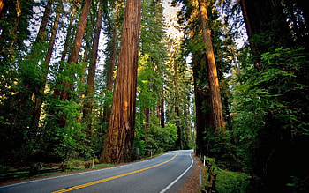 Green leafy path, Sequoia sanctuary, Redwood paradise, Nature's glory HD wallpaper