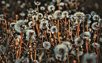 Taraxacum, dandelions, R, wildflowers, dandelion background, white dandelions HD wallpaper