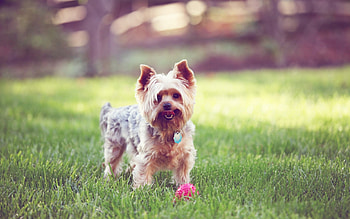 Playing in the grass, dog, terrier, grass, playful, love, ball, friend, lovely, forever, sweetheart HD wallpaper
