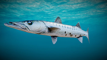Barracuda fish, 3D model, Bluemesh at Vaptor HD wallpaper