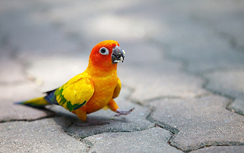 Animals, Parrots, Multicolored, Motley, Color, Stroll HD wallpaper