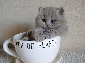 CUP OF KITTY, CUTE, KITTY, , CUP HD wallpaper