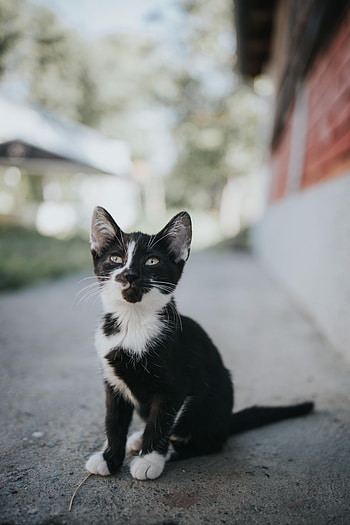 Animals, Kitty, Kitten, Pet, Sight, Opinion, Sweetheart, Nice HD phone wallpaper