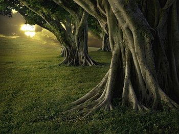 THE EXPOSED ROOTS, branches, sunshine, green, large trees HD wallpaper