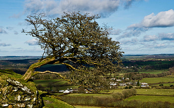 Tree, Trees HD wallpaper