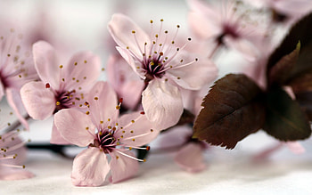Flowers, apple, nature, spring HD wallpaper