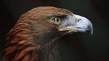 Eagle, Golden Eagle, Animal, Bird, Birds HD wallpaper