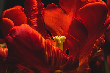 Bloom, pollen, flower, close up HD wallpaper