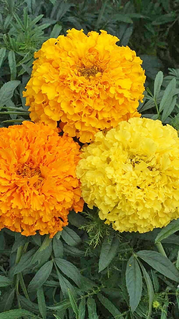 Marigold, Orange Marigold HD phone wallpaper