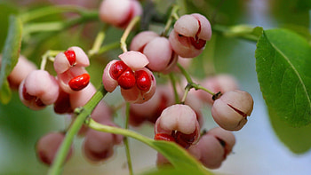 Berries, Plant, Macro, Branch, Sweet HD wallpaper