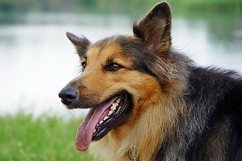 Animals, To Lie Down, Lie, Dog, Muzzle, Sheepdog, Sheep Dog HD wallpaper
