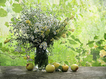 apples & kamomile, still life, apples, kamomile, flowers HD wallpaper