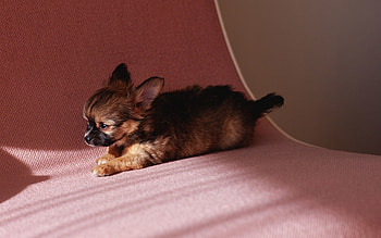 Animals, To Lie Down, Lie, Puppy, Kid, Tot HD wallpaper