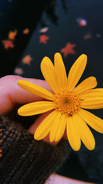 Yellow Aesthetic, Cute Flower HD phone wallpaper