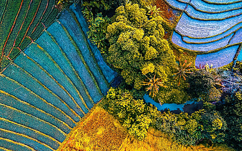 rice fields, aerial view, China, summer, beautiful nature, agriculture concepts HD wallpaper