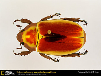 The Scarab Beetle, bugs, animals, scarab, beetles HD wallpaper