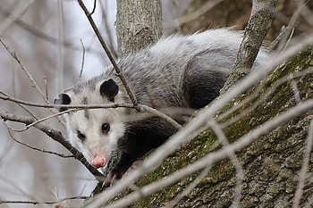Adorable opossum, Whole nest, Car fun stuff, Opossum builds HD wallpaper