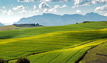 Lush green fields under a blue sky with distant mountains. HD wallpaper