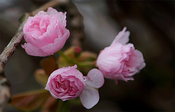 Dainty rose, delicate, pink, roses, pretty, soft, romantic, dainty HD wallpaper
