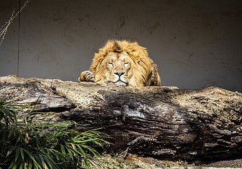 Lion, Relaxed, Predator, Animal, Wild HD wallpaper