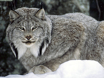 Canadian Lynx, BEAUTY, ANIMALS, NATURE, WILD CAT HD wallpaper