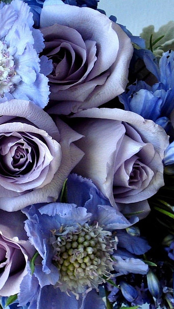 Beautiful Flowers Roses, Blue, Roses, Lilly HD phone wallpaper
